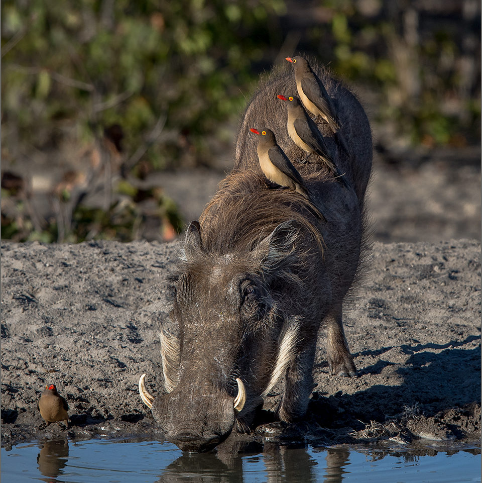 OXPECKER-FEAST-2