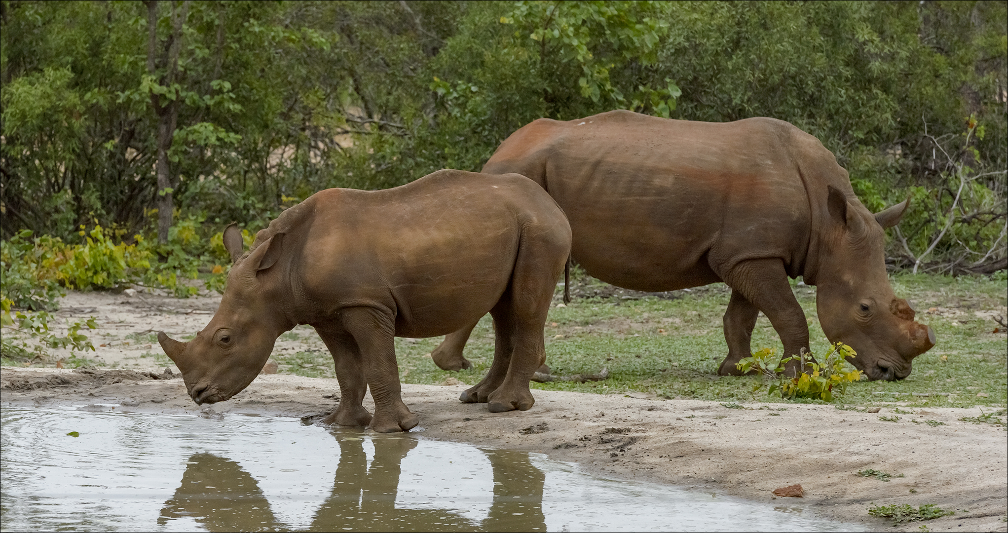 RHINO-1