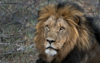 Lion Monitoring Selati Research