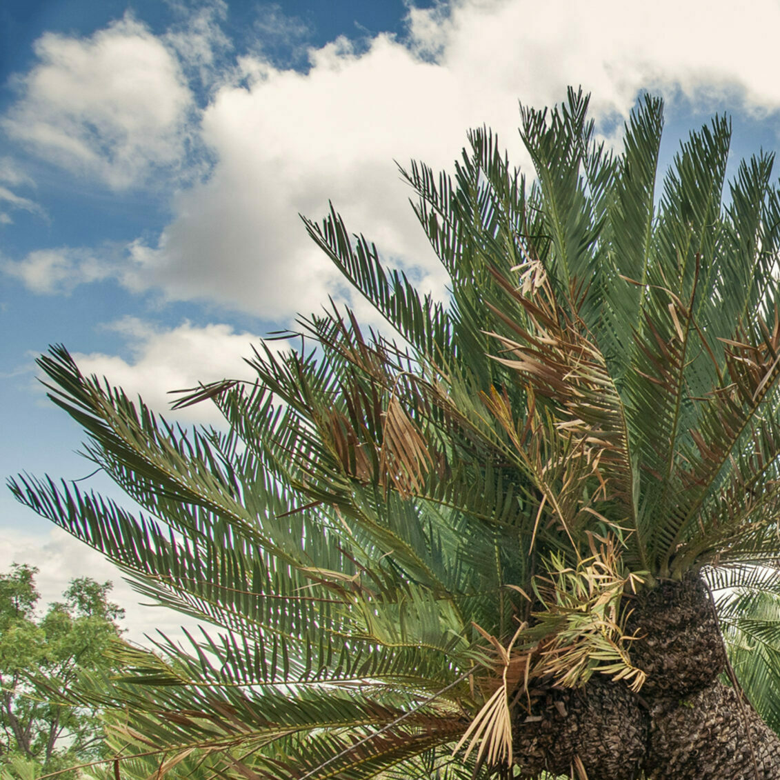 Lillie Cycad 1