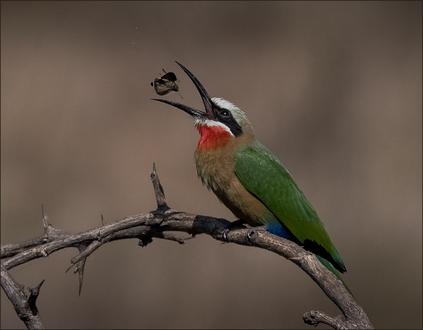 White-fronted Bee-eater Selati Research White-fronted Bee-eater Selati Research