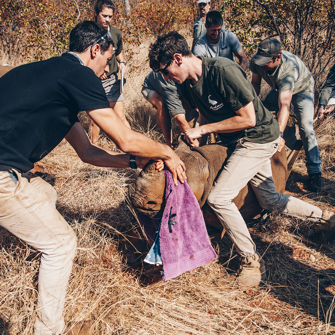 Rhino Dehorning Operation at Selati Research