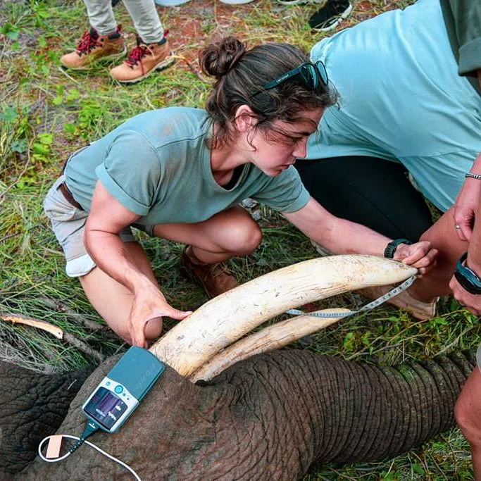 Elephant Collaring Operation at Selati Research Elephant Collaring Operation at Selati Research