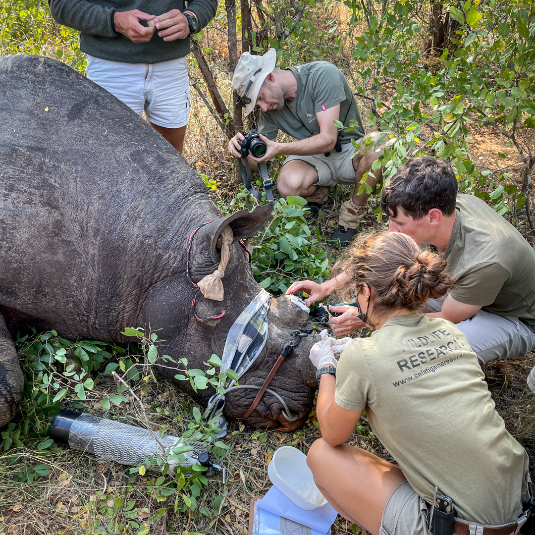 Matt, Field Guide at Selati Research